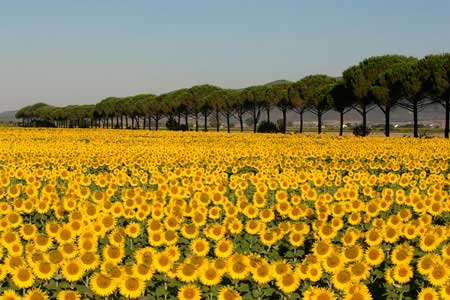Places of Maremma.